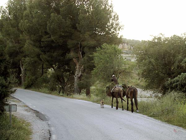 Twee ezels en een hond op de weg
