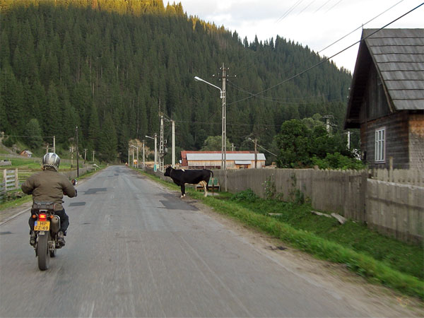 Motor en koe dwars op de weg