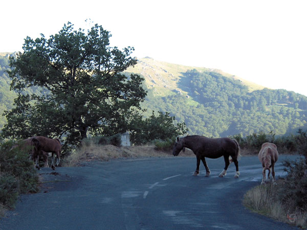 Paarden op de weg