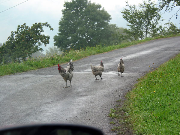 Kippen op de weg